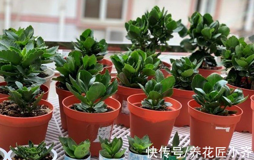 长寿花养成“花球”很简单,春季扦插一棵小苗,秋季就能开成花球