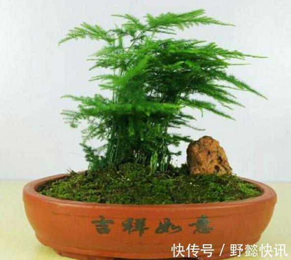 空气|净化空气室内盆栽这3款绿植,夜间不与人争氧,还促进睡眠