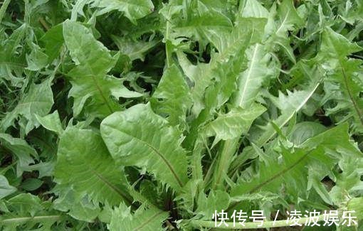 野菜|女人不想大肚子，常吃4种蔬菜，刮油清脂，减肥瘦身，还好吃