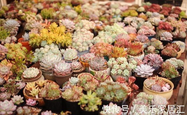 花草|6种花,早该进封闭阳台养殖“黑名单”,不要再当宝,该弃就弃了