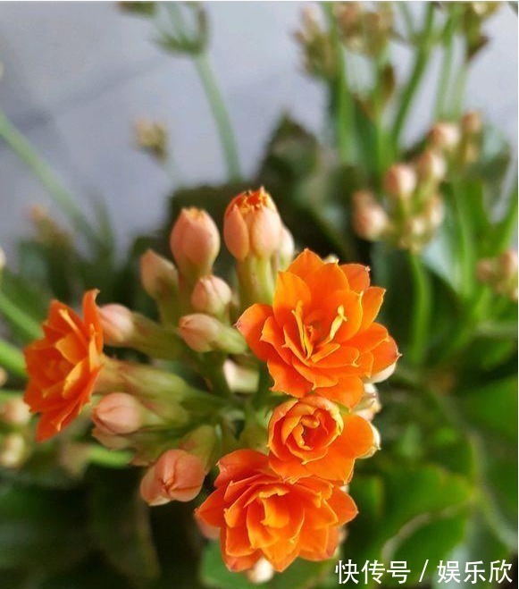 植株|怎么样才能让长寿花开花多,植株又矮小,方法很简单,了解一下