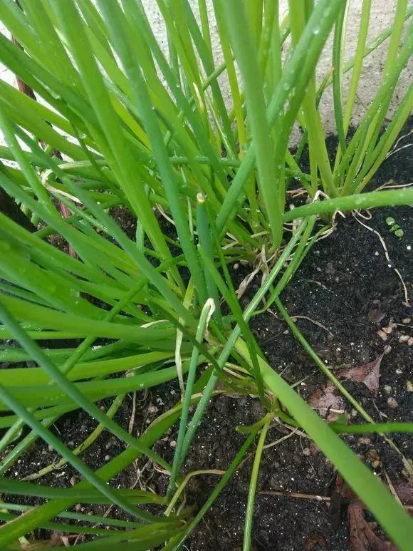 日照|阳台种小葱,注意3点,叶子猛蹿,割了一茬又一茬,收获不断!