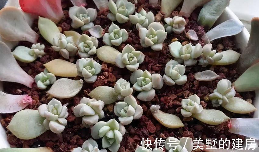 多肉|这3种扦插方式成功率高，新人肉友抓紧时间学吧，好用又好操作