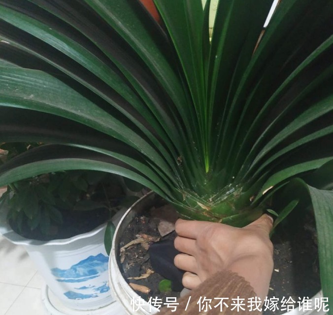 君子兰3大养护难题，一次性给你解决，今年准时开花！