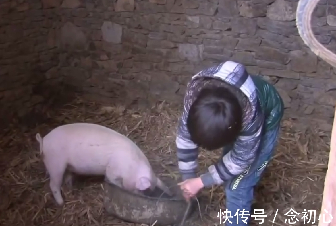 《變形計》養(yǎng)豬少年照顧整個家，豬比自己吃的還好，網(wǎng)友扎心