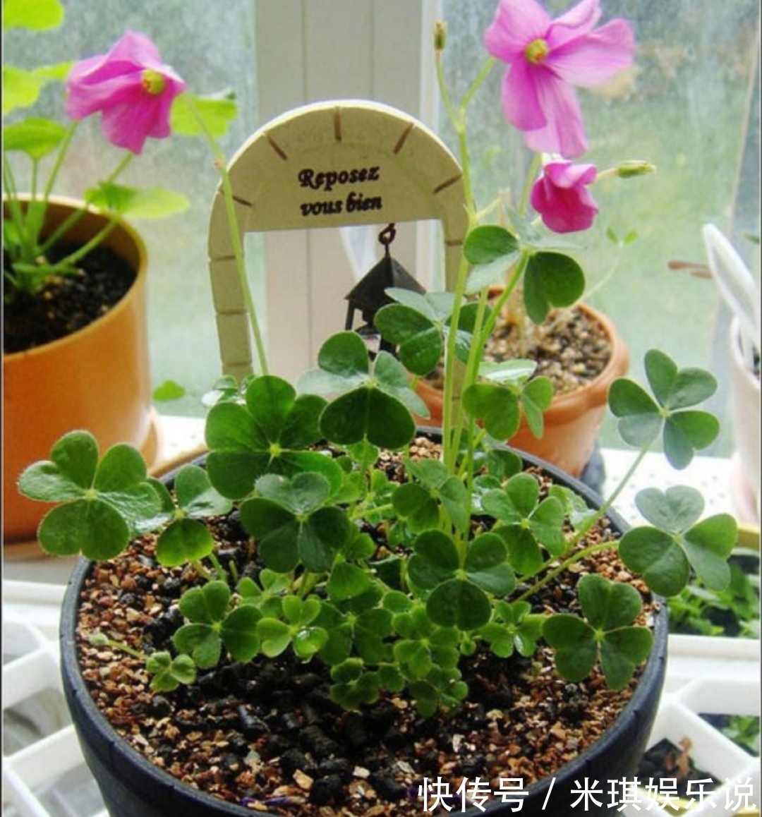 花盆|4种普通的小植物,挖回来做成“小盆景”,摆在桌面上清新自然