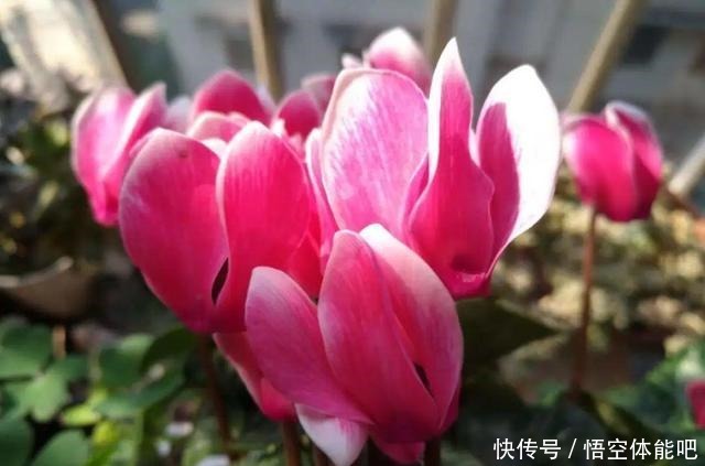 花一变这样,就是休眠了,赶紧换个地方养!花一变这样,就是休眠了,赶紧换个地方养!