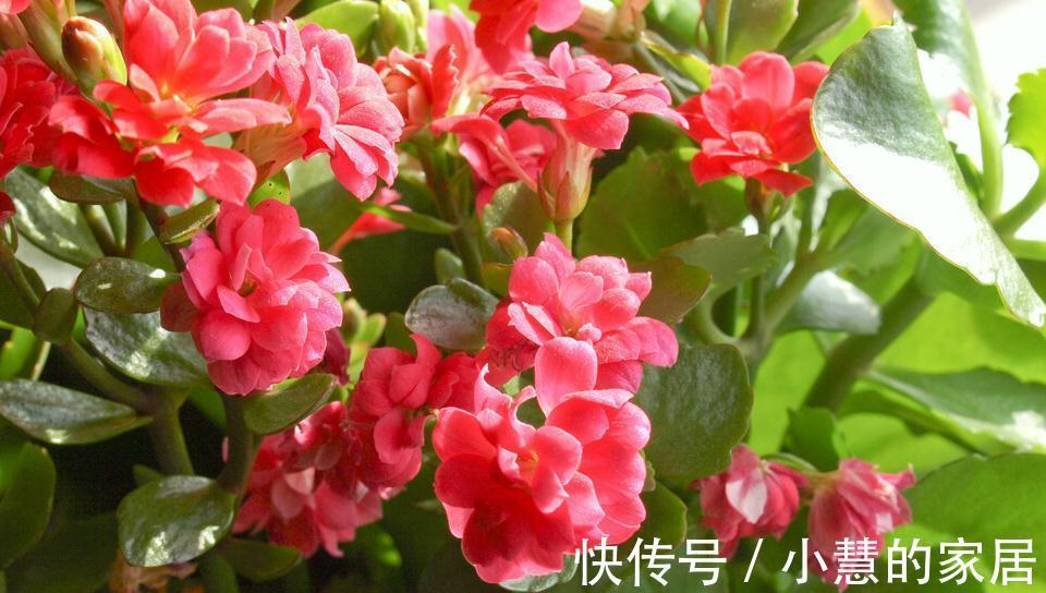 花苞|秋季养长寿花要注意什么,养护很重要,千万要注意