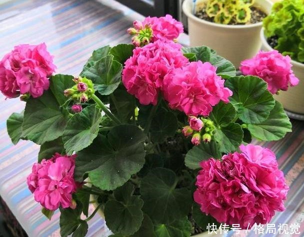 什么花卉寿命长盆栽此5款可多年生长,一年四季花开不停