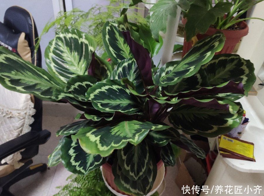 一个真正会养花的人，都有这3种“特征”，新手值得学习