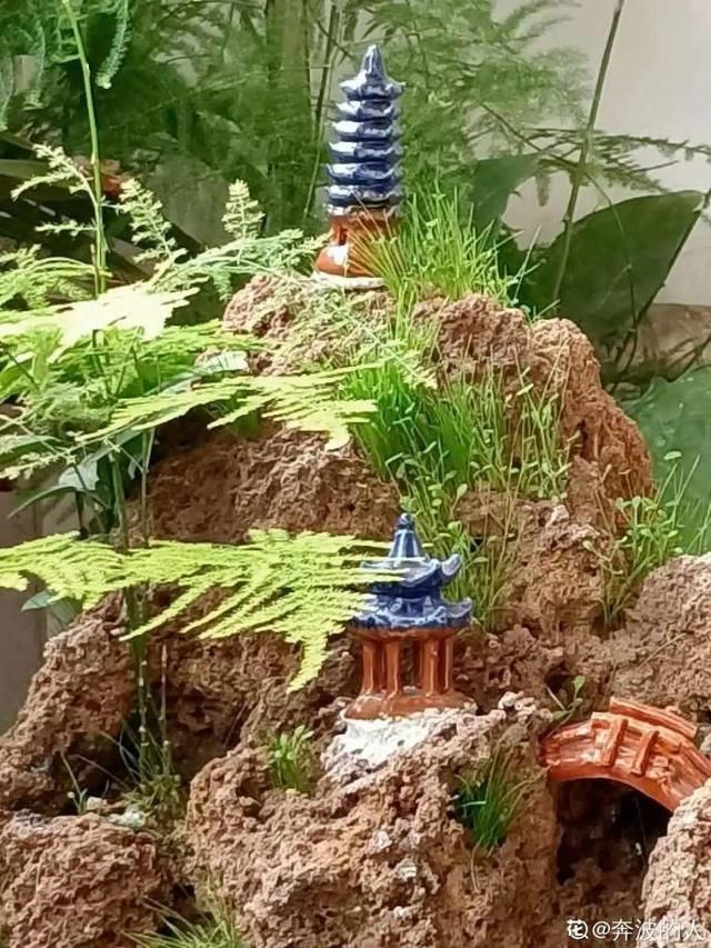 花盆里|农村不起眼的树,挖一棵做盆景,比买得还要好看