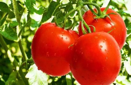 养肝护肝|对身体很好的三种食物，美容养颜、延缓衰老，早吃早受益！