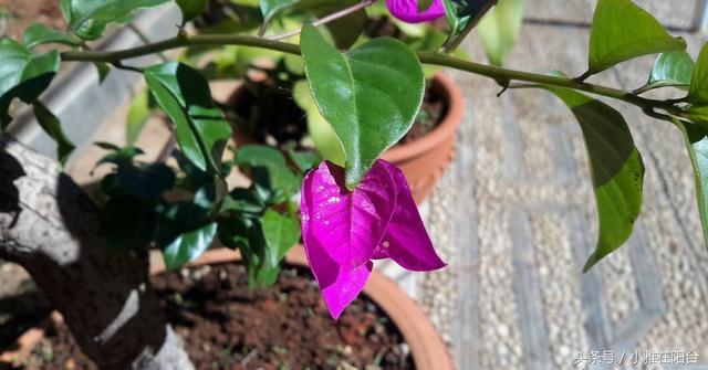 花友们这10种漂亮的花，很快就发芽长根、爆盆开花又招财气！