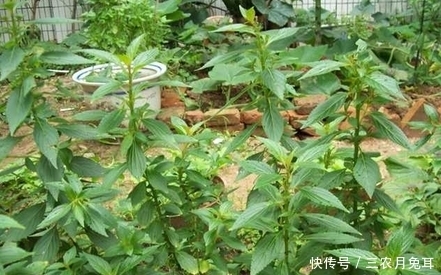 民间|农村的一种野草,被称为“肝草”,是治疗“肝炎”的珍贵民间良药