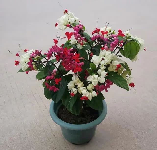 这花真奇特，开花似瑞龙吐珠，家里养几盆，典雅又大方