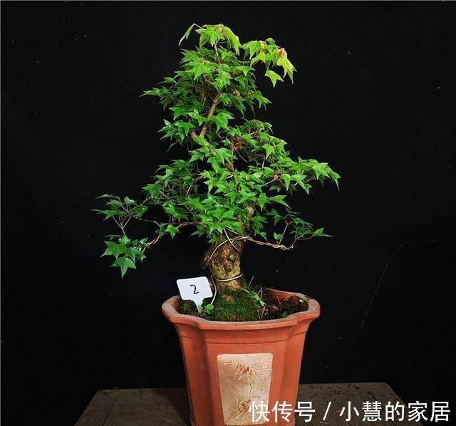 树桩|三角枫盆景的制作与栽培养护技术