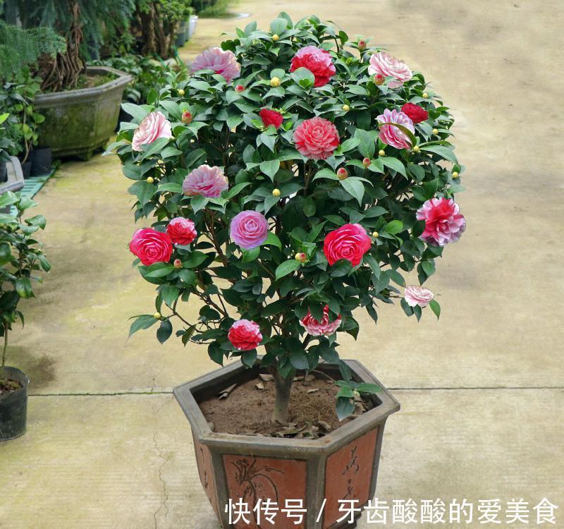 栽种|五种“大老桩”却要小盆养,用对盆,少管多晒更利于生长