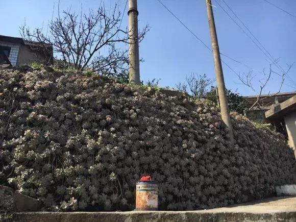 爆盆|5种多肉“养不死”,1个月不浇水照样爆盆,5年养出“大老桩”