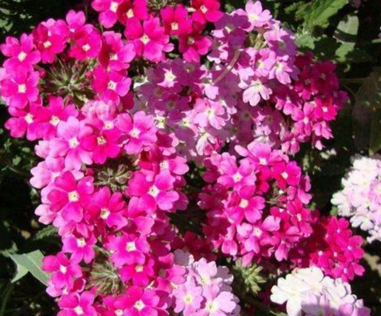 这几款小花,便宜又好养,堪称是“开花机器”,花色美轮美奂