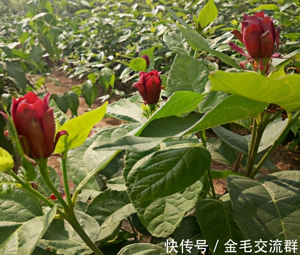 去野外挖植物当盆栽养?4种植物濒危,挖一株少一株