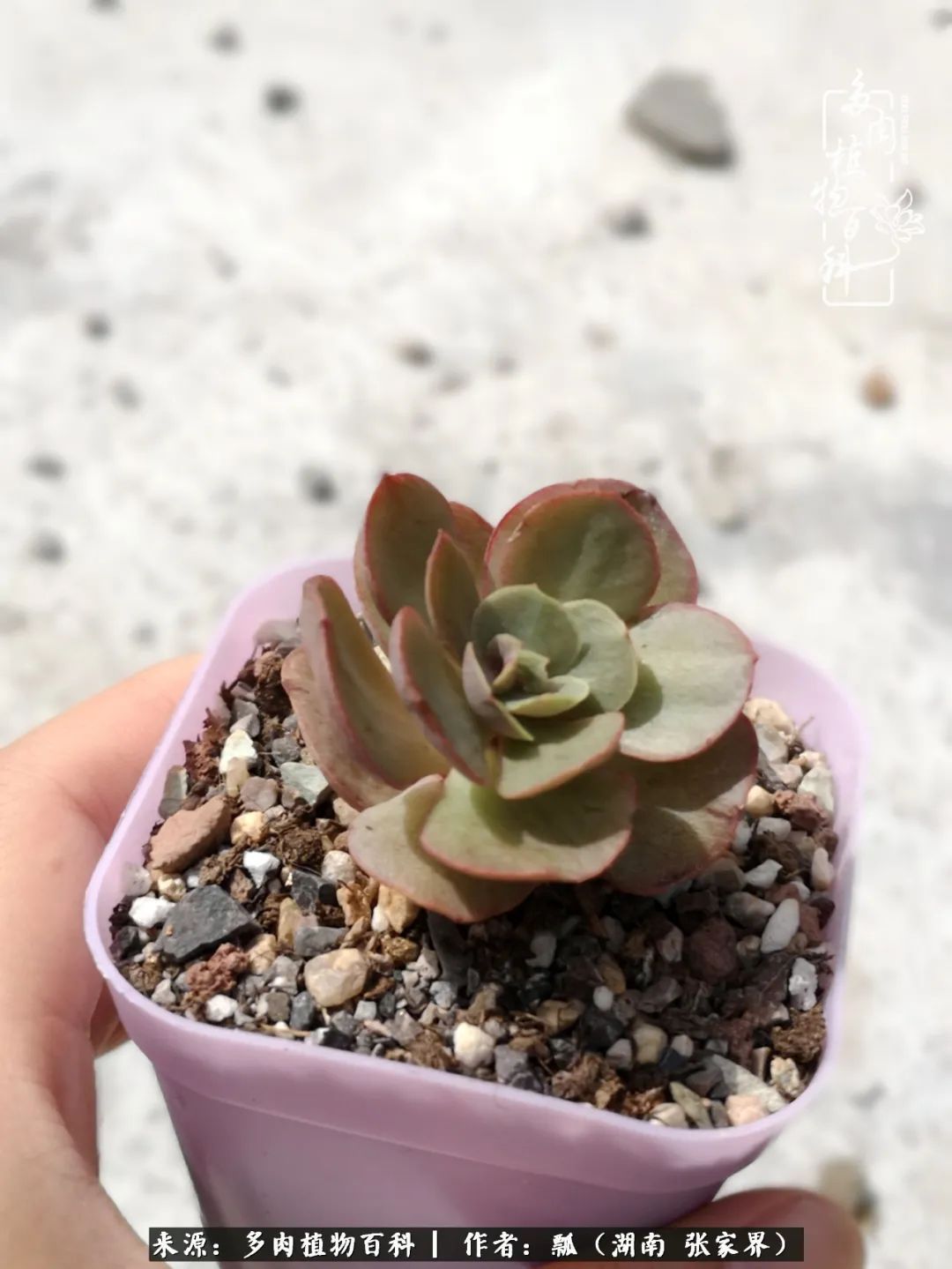 干货新手在多肉的选购、配土、上盆、养护环节走过的误区！