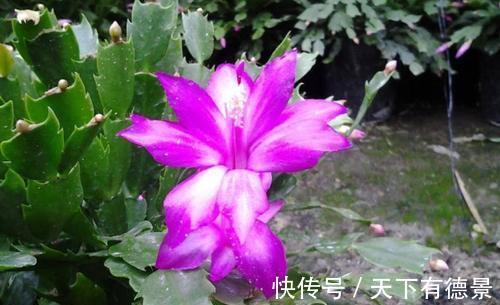 秋凉|蟹爪兰度夏如渡劫,日常盆栽做好此3点,秋凉才能呼呼窜花苞