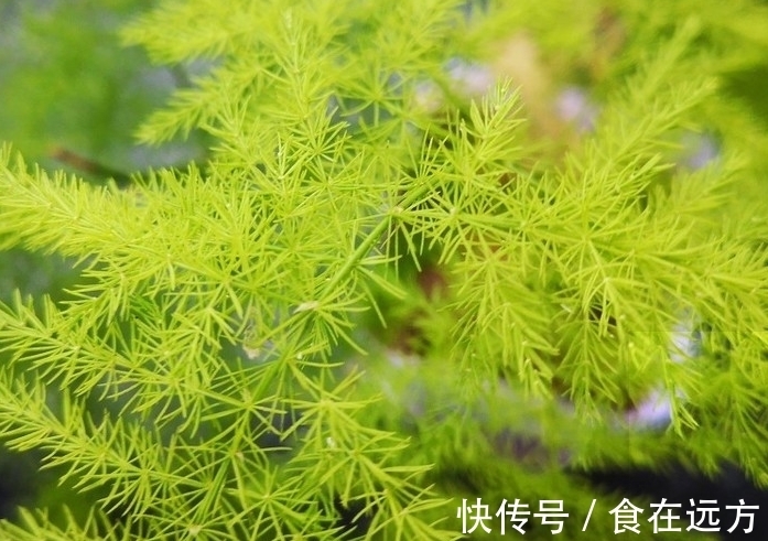 刚买的文竹，一个月后枝繁叶茂，价值翻了好几倍