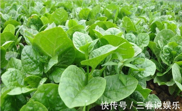 牛皮菜|農村過年過節常見的幾種野菜，你吃過幾種，吃過三種以上的算你牛