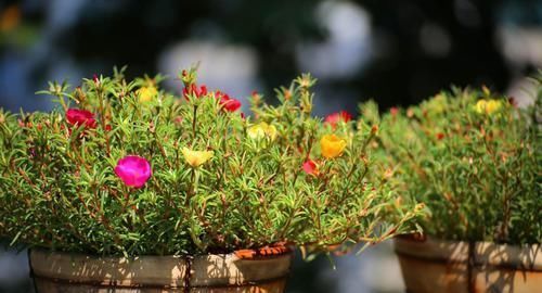 花卉|花卉晒太阳还有这么多技巧,快学起来吧!