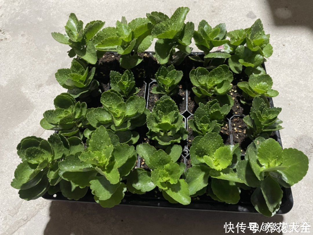 天竺葵|7种花养老桩不好，多扦插、养嫩苗，才能年年开花