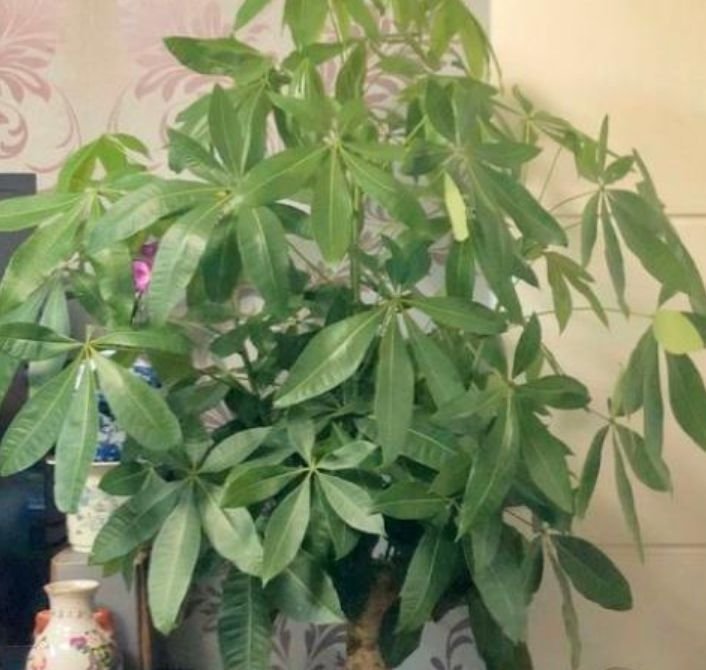 3种花养家里，1盆顶5盆，漂亮又好养，空气清新助睡眠！