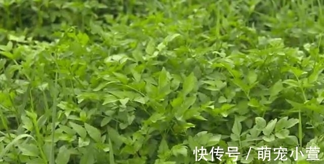 腊肉|食用期长达5个月,却少有人去摘,如今正当季,炒腊肉是一绝!