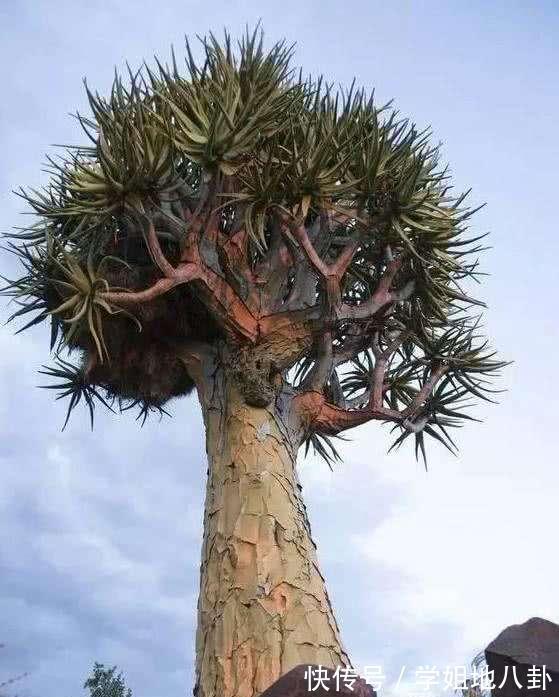 6种“懒人花”,堪称“不死花”,养成老桩几十年,旺家又值钱