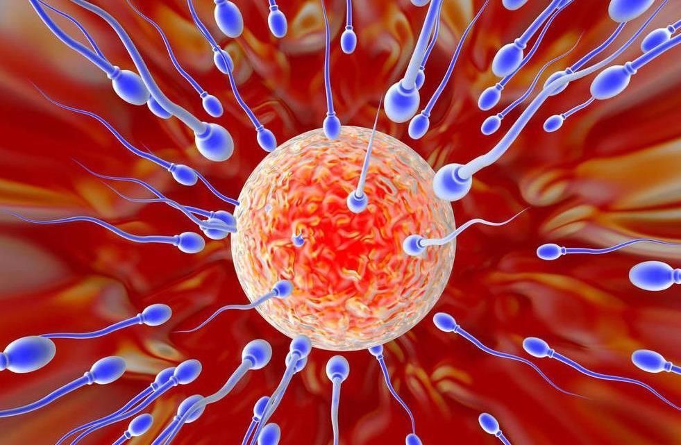 怀孕期|想要受孕光吃叶酸还不够,这四个妙招要知道,助你快速接“好孕”