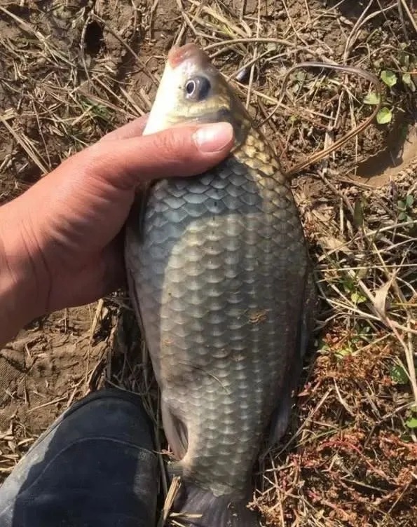 秋冬钓鲫鱼不会配饵?这8款饵料钓鲫鱼,渔获猛涨3倍!