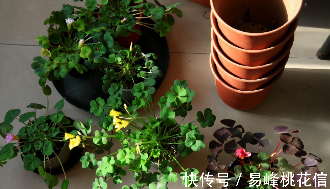 【值得收藏】集合常见的养花问题,帮分析病因、解决方法