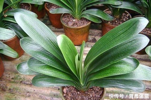 叶子|养君子兰看“叶子”，水多水少有信号，养起来方便多了！