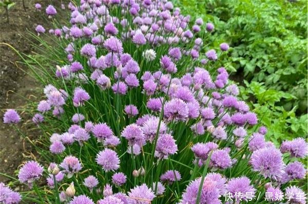 “葱”开花也可以很美,黑龙江花友养的葱火了,大家都说头一次见!