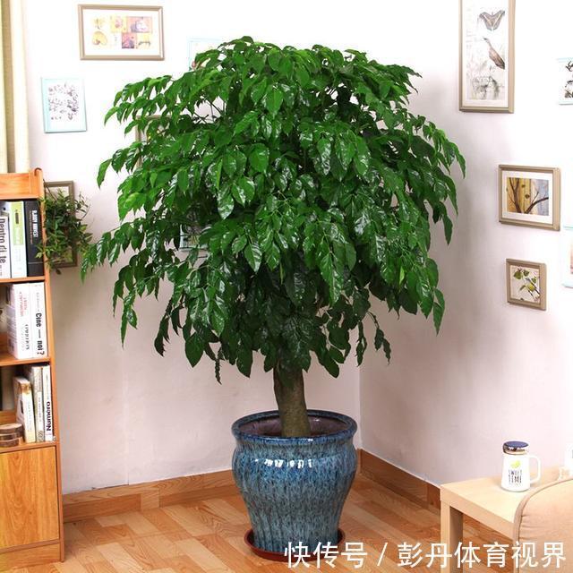 植物|室内养花“别乱放”，5个地方不适合，养一盆枯一盆