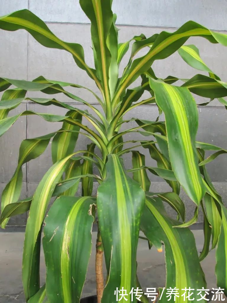 适合养在新家和办公室的5种净化绿植，养护难度低，适合园艺新手