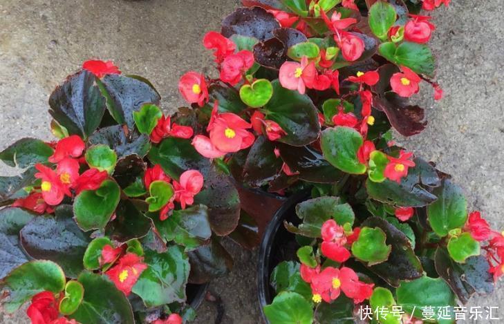 植物|3款花期长、开花就爆盆的植物,适合居家盆栽,好养又漂亮