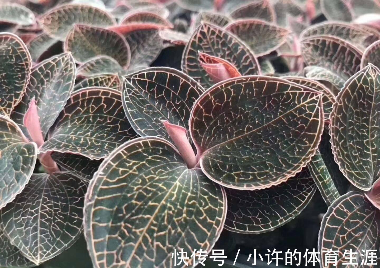 野草|这种野草一斤能卖上千元，只有不认识的人才把它当杂草看待