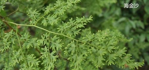 良方|这良方,既可治喘,又可消胀,还可治通身肿