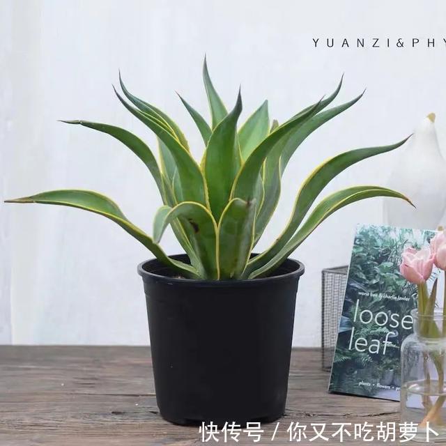 卧室养花就选这八种,安神又助眠,卧室摆几盆,一夜好梦睡得香