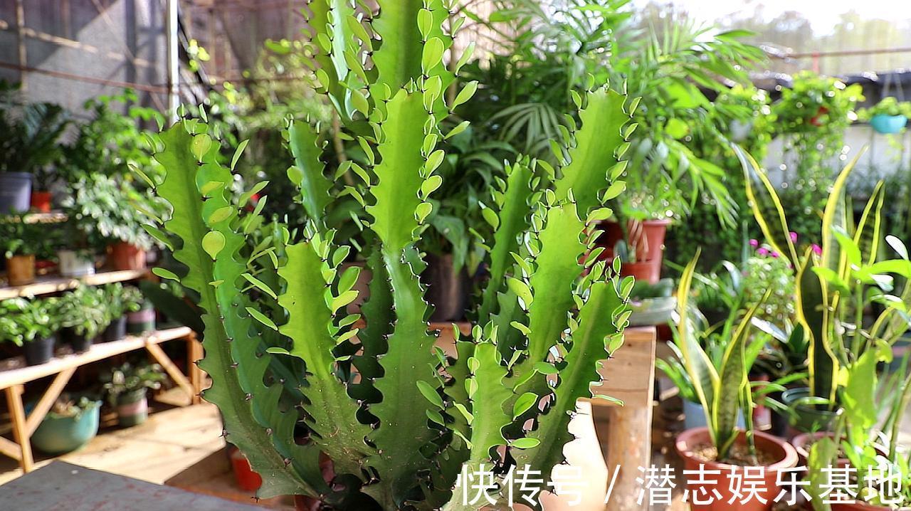 家里养花,避开8种“小毒花”,家里有老人孩子,孕妇的,别靠近