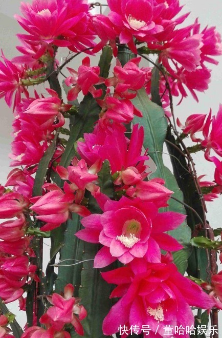 1种仙人掌,好养又漂亮,一次能开出100个花,比荷花还漂亮!