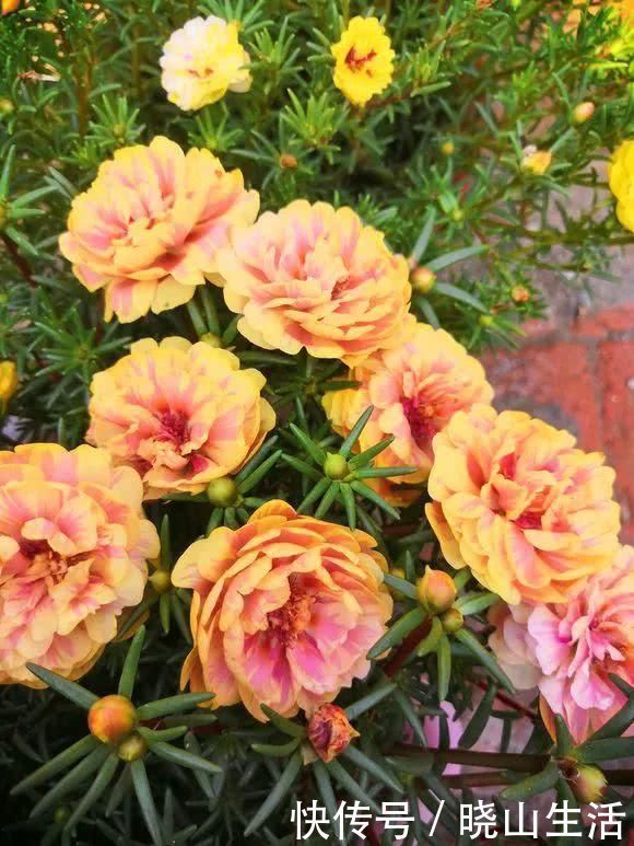 繁殖|5种花现在插土里,下个月就开花,再热也不怕,别错过了