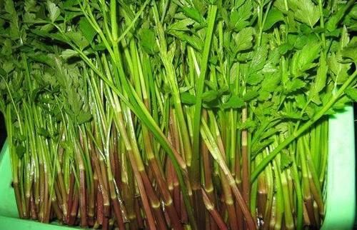 云梦之芹|农村随处可见的一种水生野菜，地方记载可退烧，通淋，健胃，降压