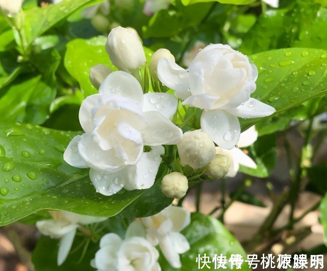 好养的花卉就是茉莉花,但是想要夏季开不停,要做好四喜一勤