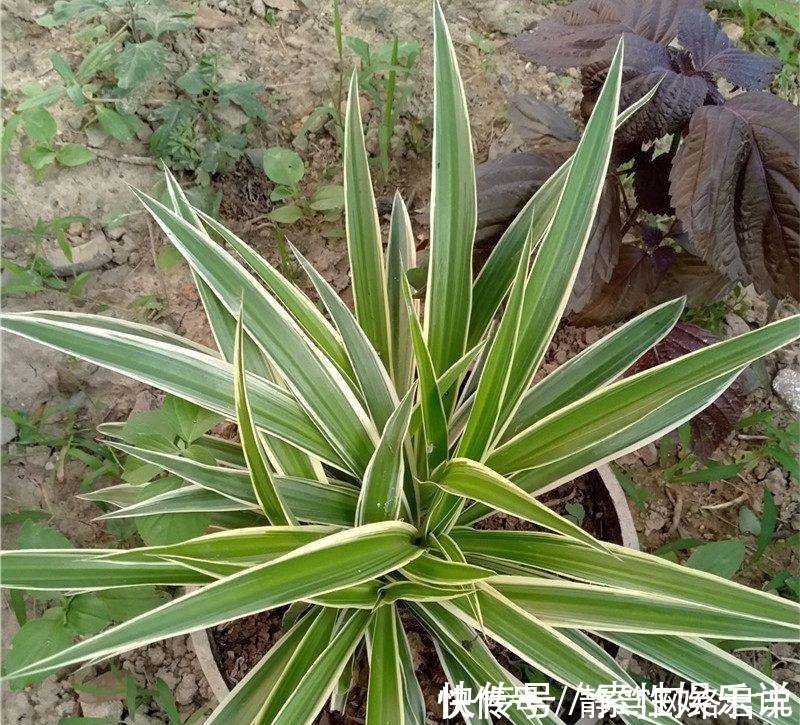 主子们|养吊兰,一年四季只用2招,叶片3厘米宽,叶片长得又密又绿!